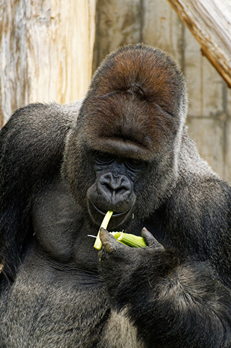 Gorilla