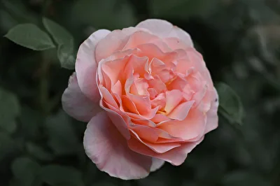 Sängerhäuser Jubiläumsrose