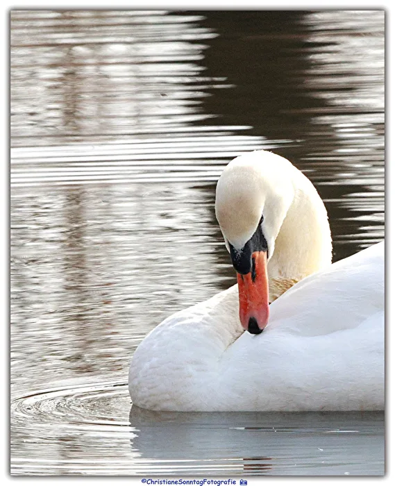 Swans