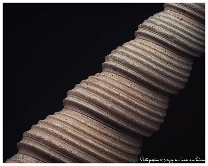 Kleine, längliche  Muschel in Makrofotografie