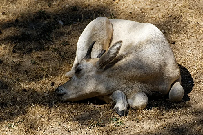 junger Addaxantilope