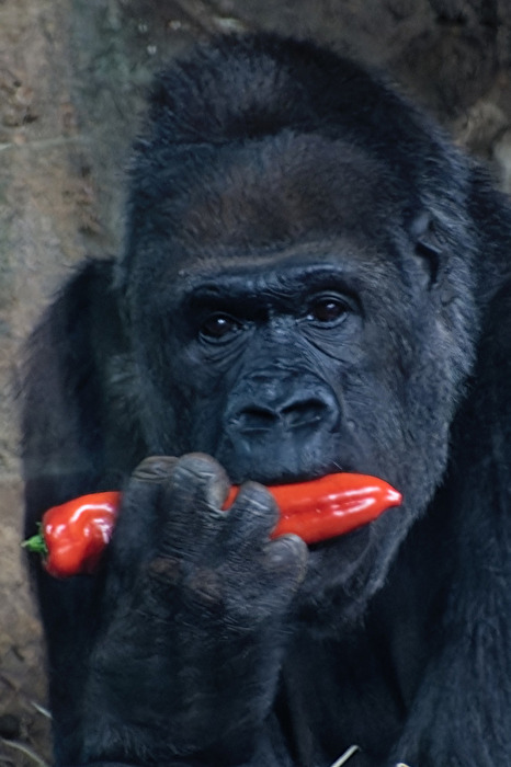 Gorilla