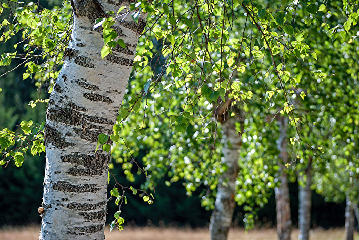 Sommer und Birken...