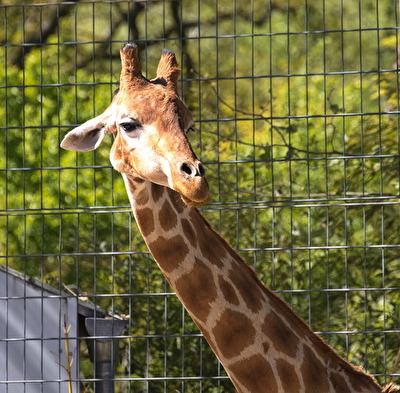 Nord-Giraffe