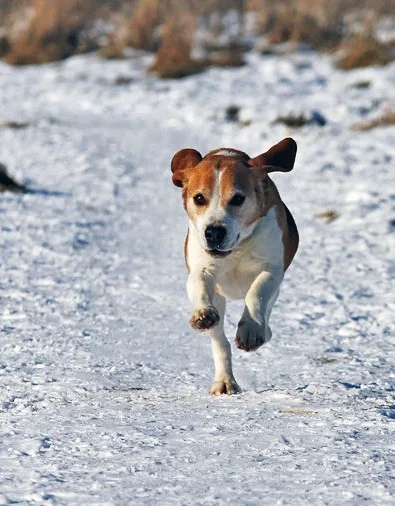 Hunde, Taylor