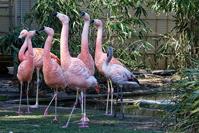 Fenicotteri