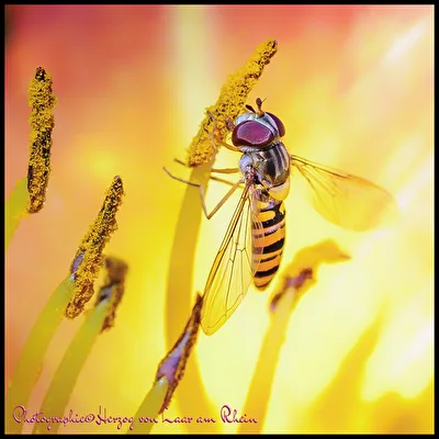 Fliegende Insekten
