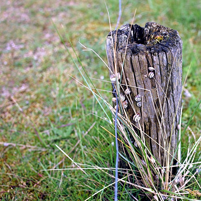 Schnecken