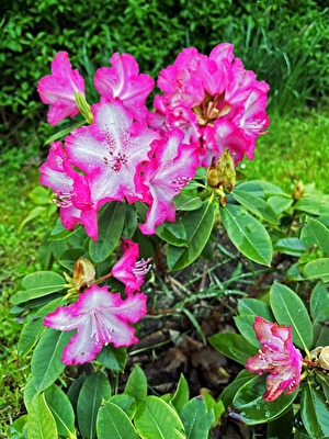 Rhododendron