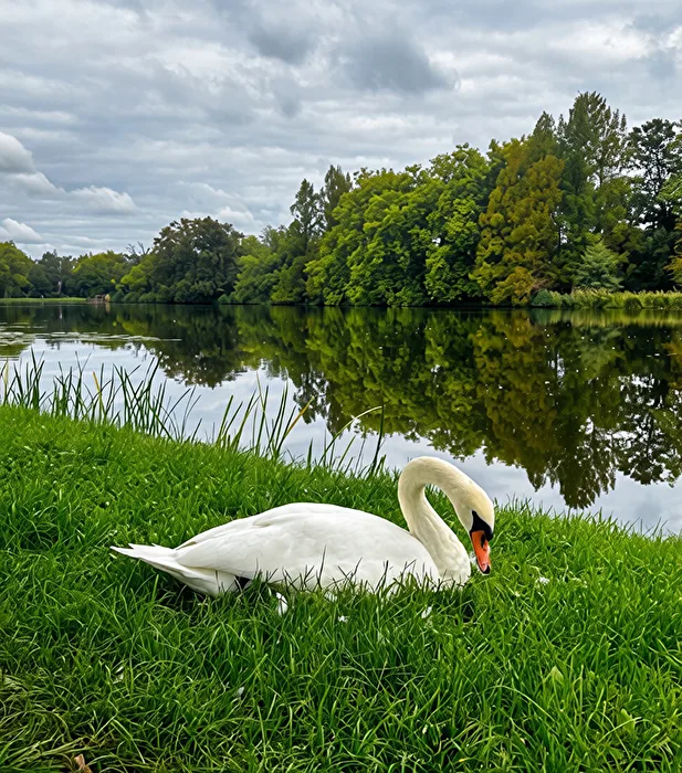 Höckerschwan