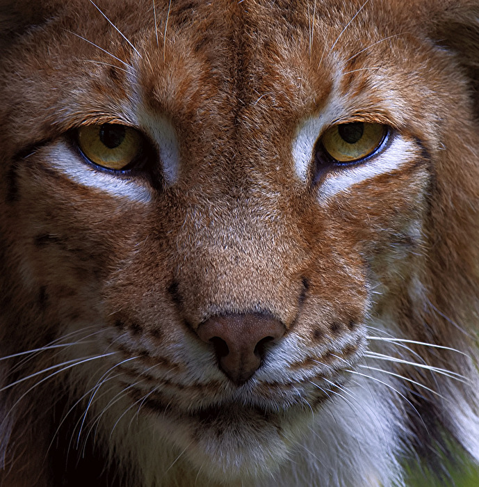 Nahaufnahme - Luchsportrait