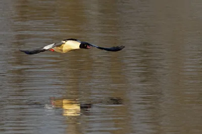 Gänsesäger im Anflug