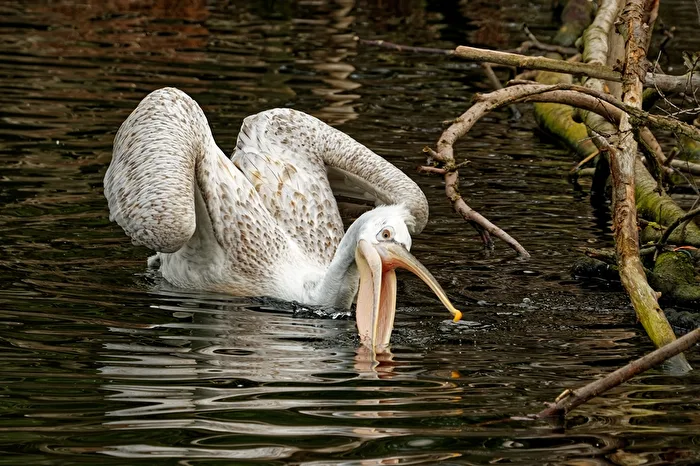 Pelican