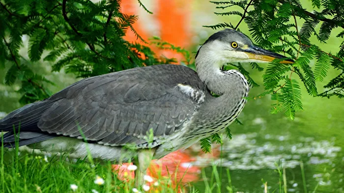 The old grey heron still in 'on alert' position