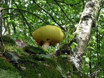 Pilz