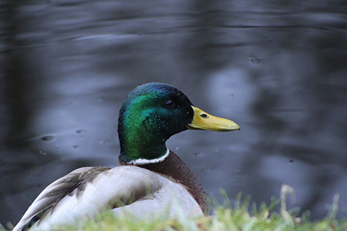 Erpel - frisch gewaschen