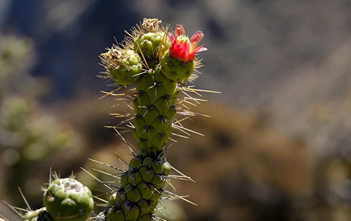 Cactus Bloom