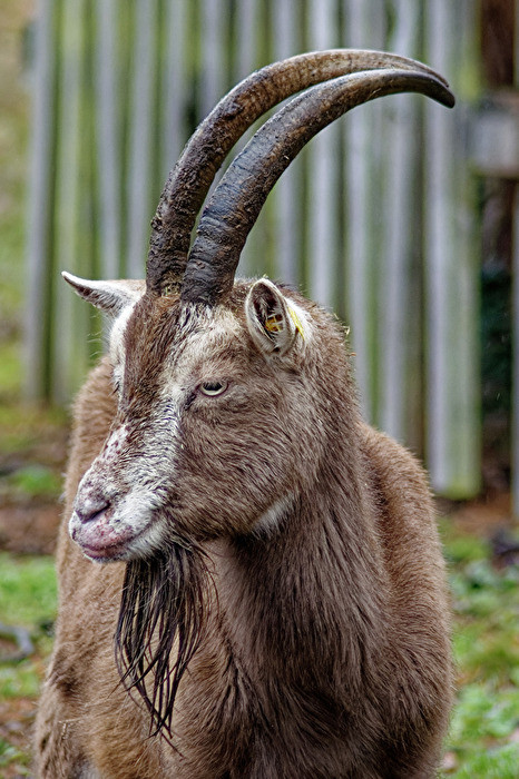 Ziegenportrait