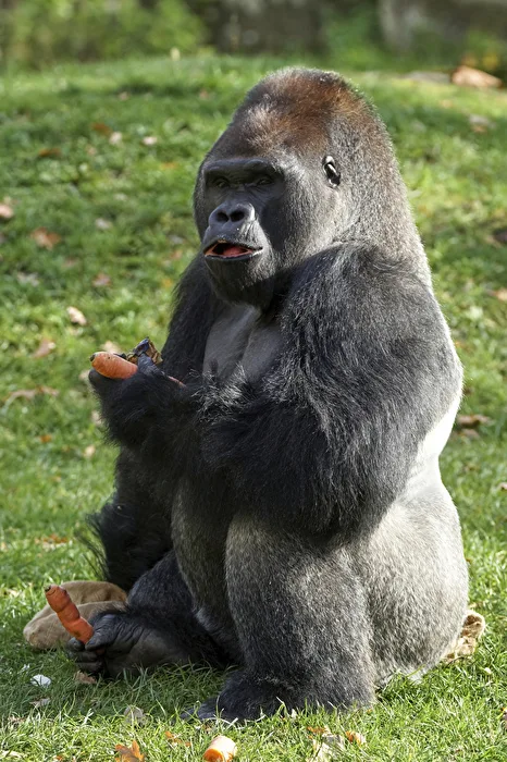 The Silverback
