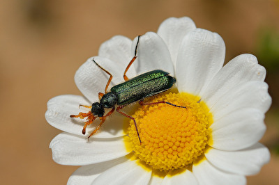 Grüner Käfer auf Kamille