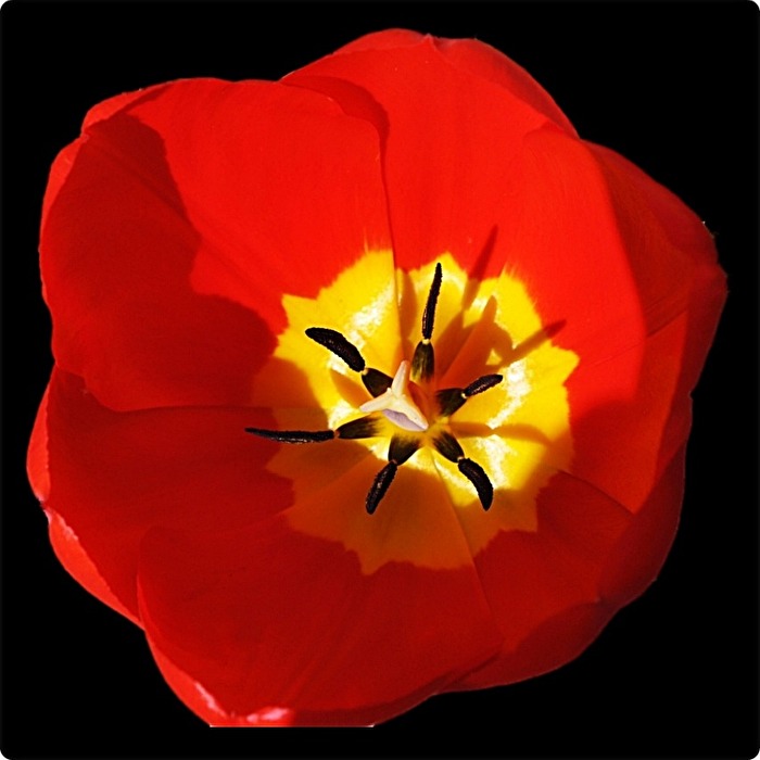 Tulpen