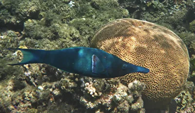 Blauer Vogellippfisch