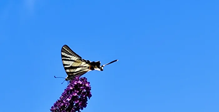 Segelfalter auf Sommerflieder