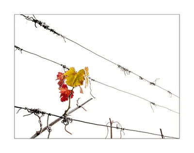 Frost im Weingarten