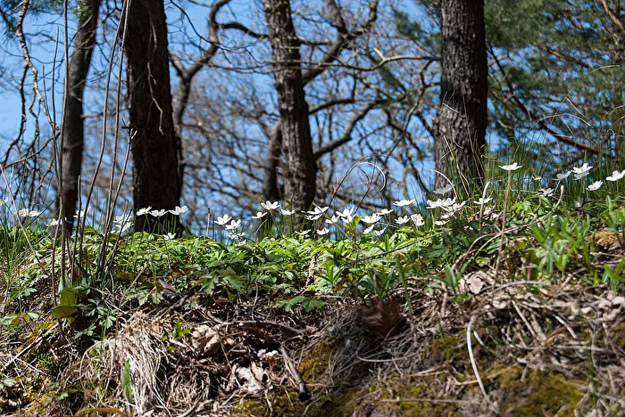 Die ersten im Wald...