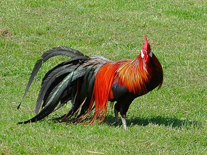 the boss in the chicken yard