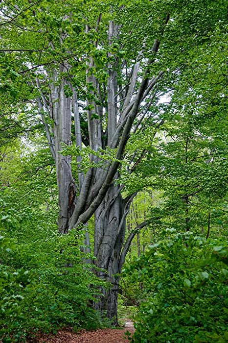 Linden