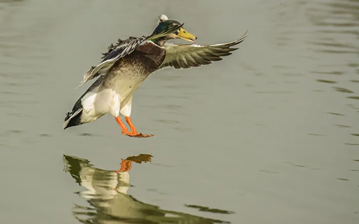 Ente