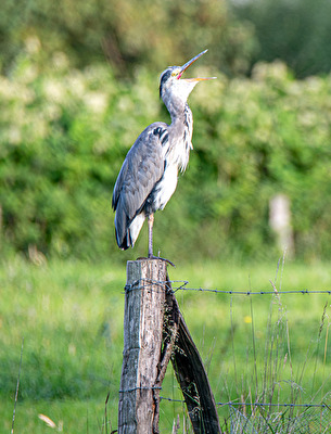 Ein gähnender Reiher