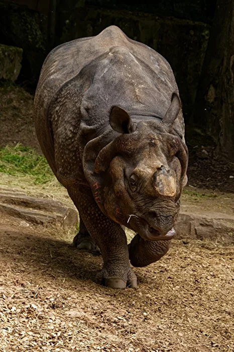 Nashorn