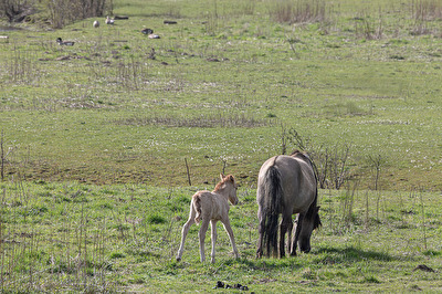 Nachwuchs bei den Konik-Pferden in Olfen  3