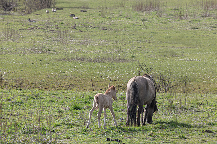 Nachwuchs bei den Konik-Pferden in Olfen  3