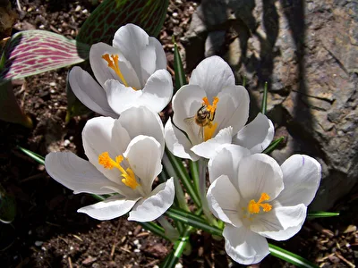Krokusse