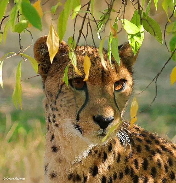 Cheetah
