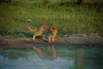 Leopard am Ufer