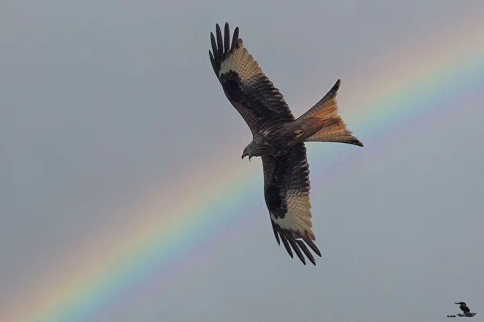 Red Kite