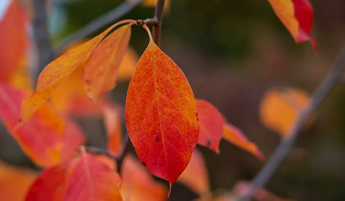 Herbstblatt