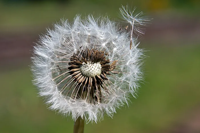 Pusteblume