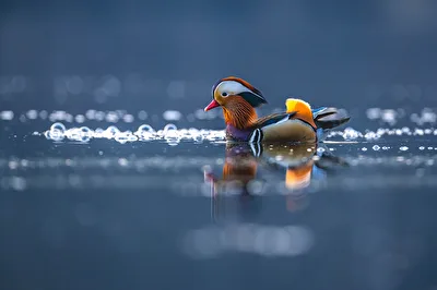 Mandarinente