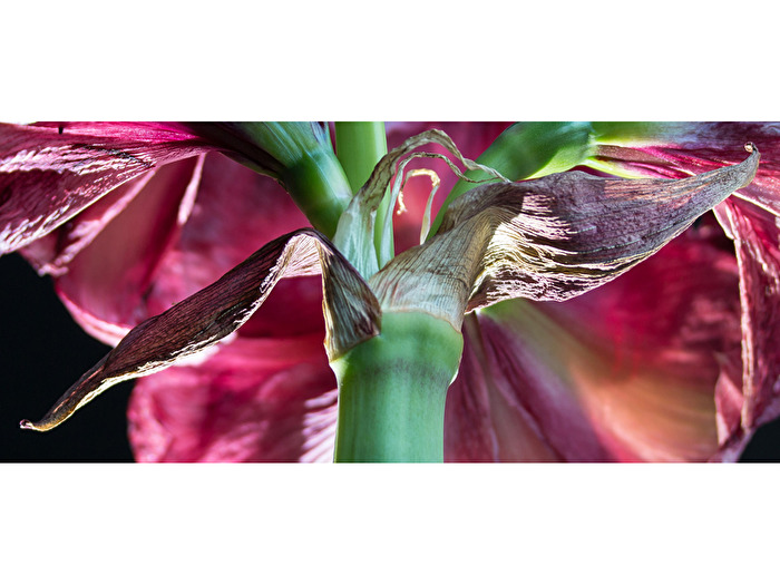 Amaryllis - Detail
