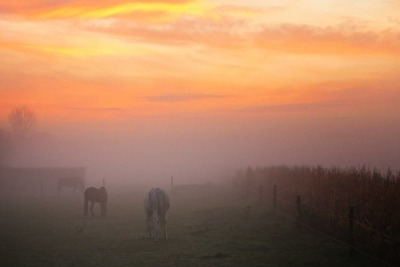 Morgennebel