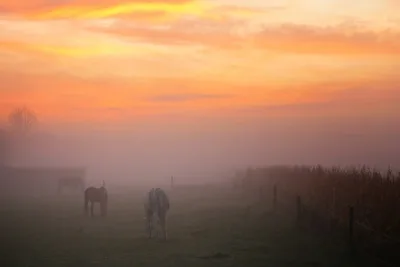 Morgennebel