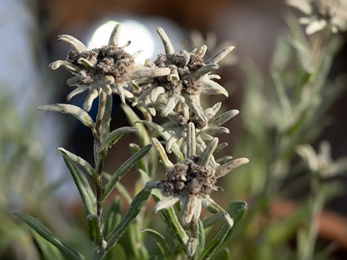 Edelweiss
