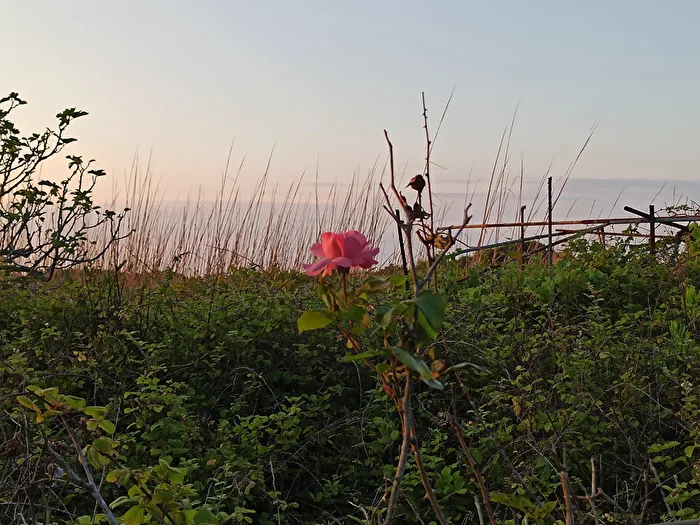 Una rosa solitaria en la maleza