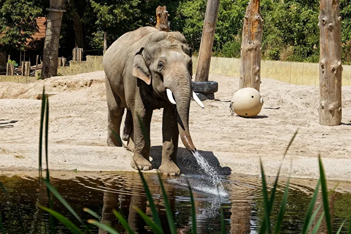 Elefant