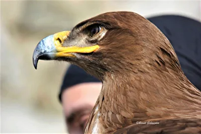 Adler
